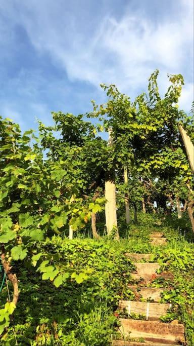 Adorable Guesthouse In The Middle Of Vineyards Ptujska Gora Esterno foto